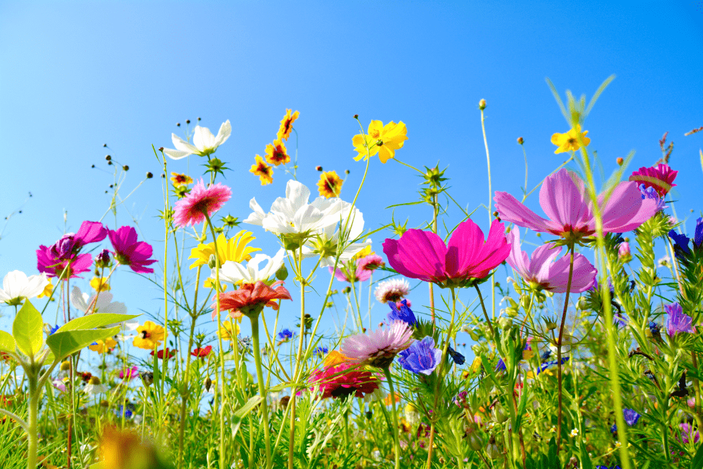 Gärten sind Refugien für Blumen und Insekten. (Foto: AdobeStock/S.H.exclusiv)