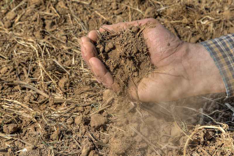 Die Trockenheit macht den Landwirten zu schaffen (AdobeStock/BIB-Bilder).