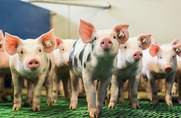 Ferkel in einem Tierbetrieb