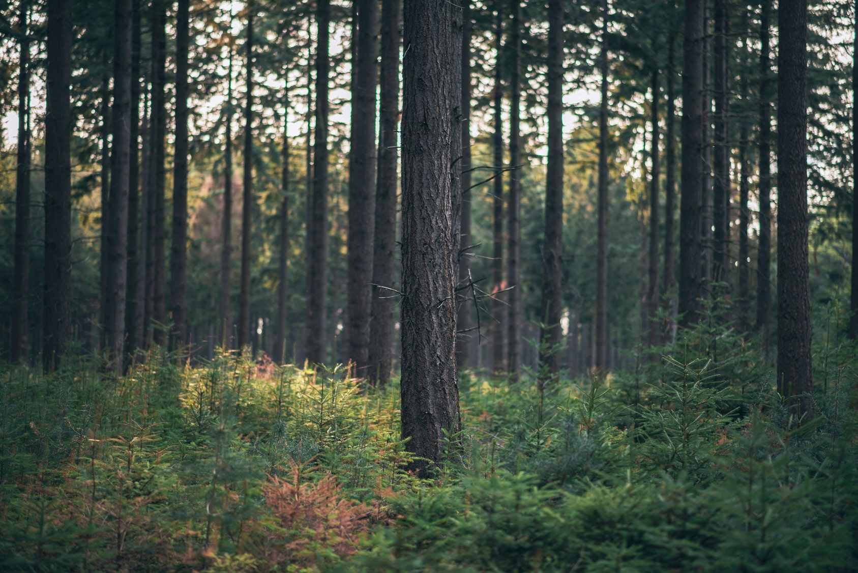 Aktivisten in NRW wollten die Rodung eines Waldes verhindern. (Foto: fotolia/ysbrandcosijn)