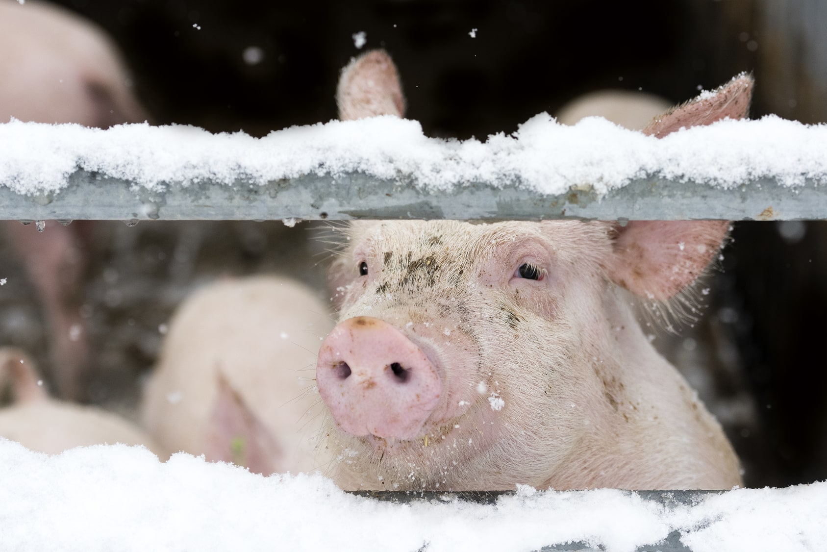 Ein Schwein im Stall. (Foto: Fotolia/riccardaursprung)