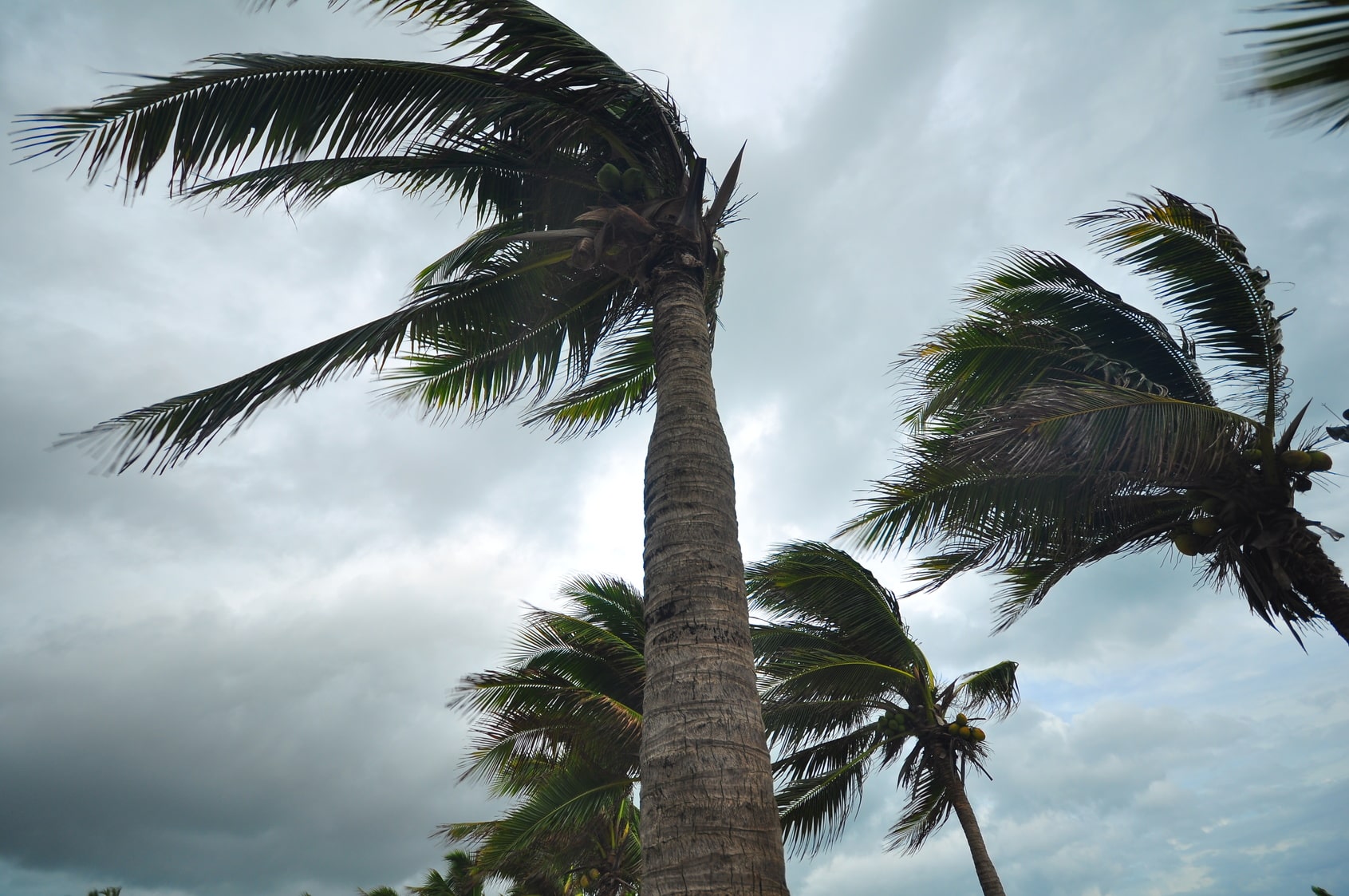 Dem starken Wind halten selbst dicke Palmen nicht stand. (Foto: Fotolia/behindlens)