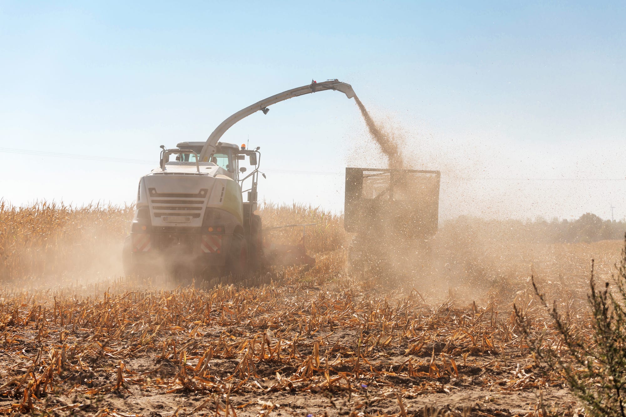 Weniger Feldvögel: Jetzt sollen neue Regeln für Landwirte her. (Foto: AdobeStock/Ronald Rampsch)