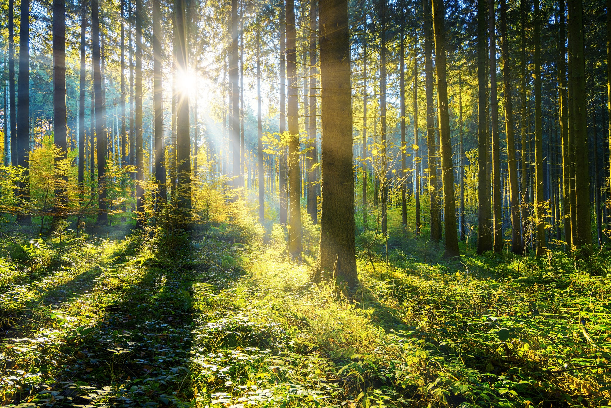 Der Schein trügt: Den Wäldern in Deutschland geht es nicht sehr gut. (Foto: iStock/jotily)