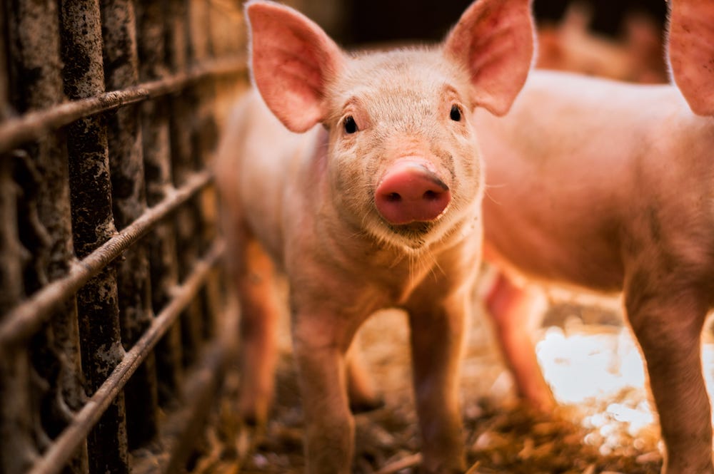 Wer soll für ein besseres Leben von Schweinen und Kühen bezahlen? Darüber beraten de Agrarminister. (Symbolfoto: AdobeStock/bnenin)