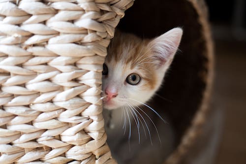 Kätzchen müssen Weihnachten im Tierheim verbringen. (Symbolfoto: AdobeStock/Alexandra King)