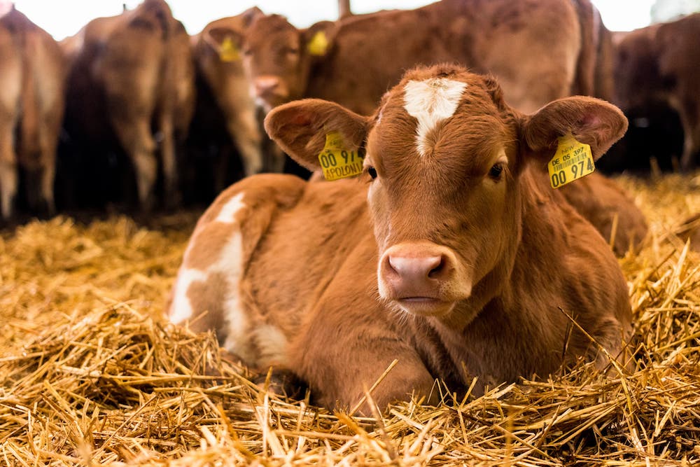 Ein Kalb im Stall. (Foto: AdobeStock/Lukas)