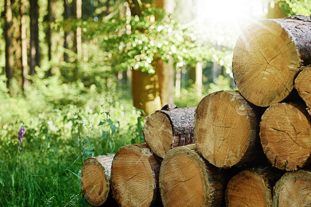 Baumstämme im Wald.  (Foto: AdobeStock/Thomas Söllner)