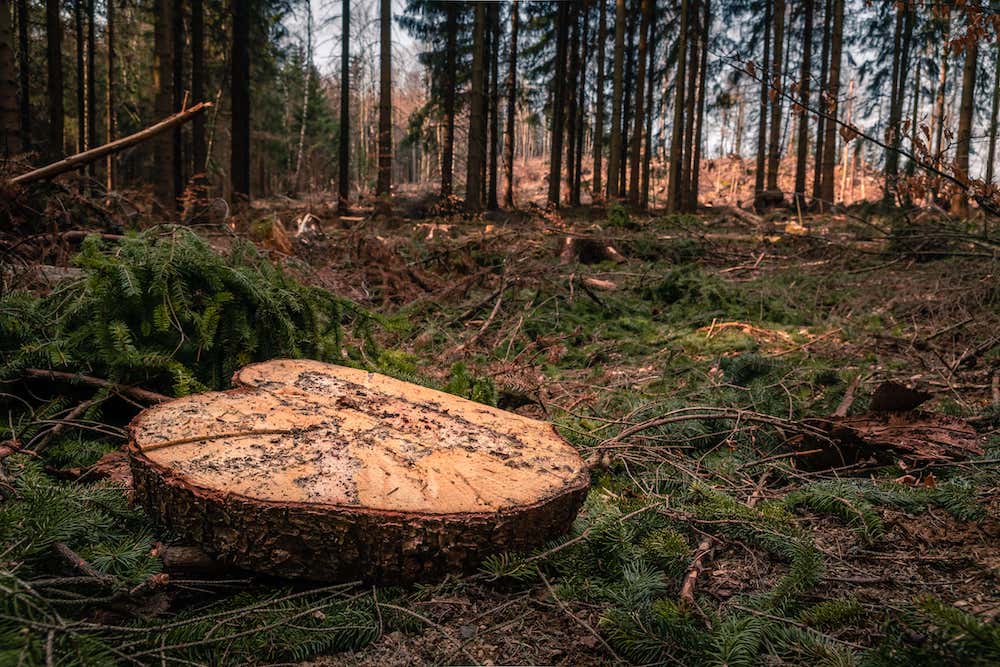 Durch die Zerstörung von Ökosystemen kommen bislang voneinander getrenntlebende Arten in Kontakt. (Symbolfoto: AdobeStock/Andy)