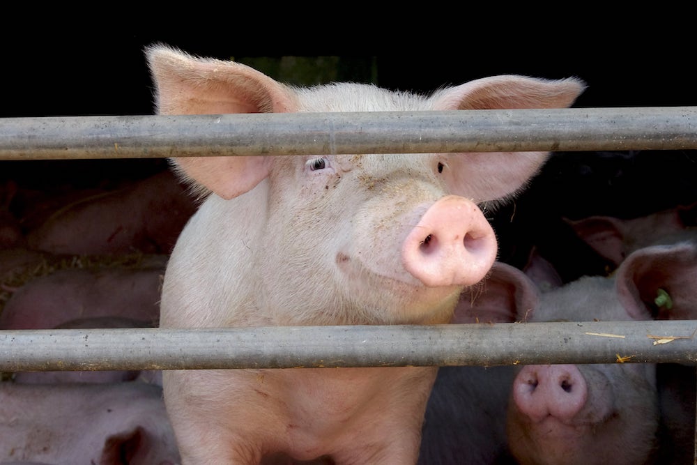Am häufigsten werden in Deutschland Schweine geschlachtet. (Foto: AdobeStock/cuhle-fotos)