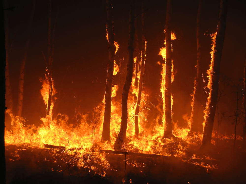 Vor allem in Griechenland und der Türkei wüten verheerende Brände (Foto: AdobeStock/Evgeny Dubinchuk)..