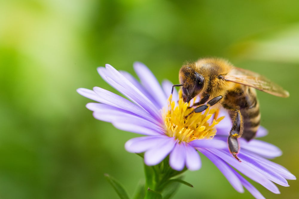 Beim Bienenschutz geht es konkret um einen Schwellenwert für bestimmte Chemikalien, die in der Landwirtschaft eingesetzt werden. (Foto: AdobeStock/Michael Tewes)