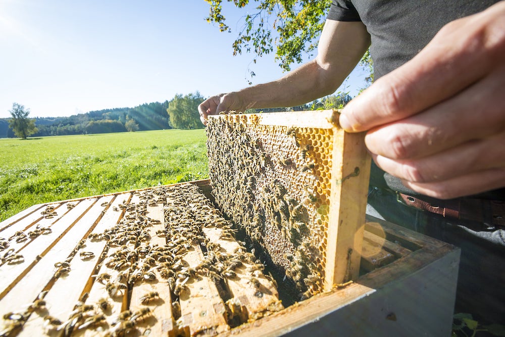Deutschlands Imker haben in diesem Jahr deutlich weniger Honig eingeholt als in den Vorjahren. (Symbolfoto: AdobeStock/mmphoto)