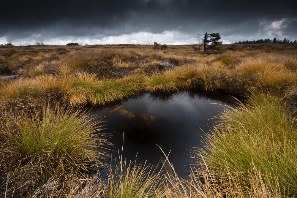 Blick auf ein Hochmoor (Foto: AdobeStock/Stefan Arendt)