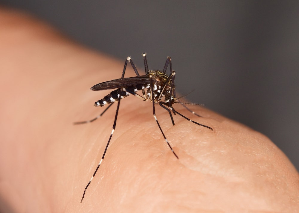 Die Asiatische Tigermücke ist als Überträger von Krankheitserregern (beispielsweise dem Zika-Virus, dem Chikungunya-Virus und dem Dengue-Virus) bekannt. (Foto: AdobeStock/fotomarekka)