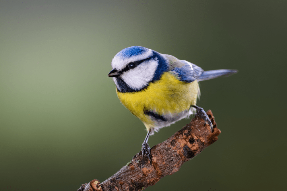 Auch die Blaumeisen werden gezählt. (Foto: AdobeStock/ Thorsten Spoerlein)