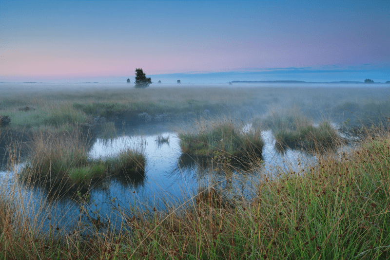 Sommerliches Moor (Foto: AdobeStock/Olha Rohulya)