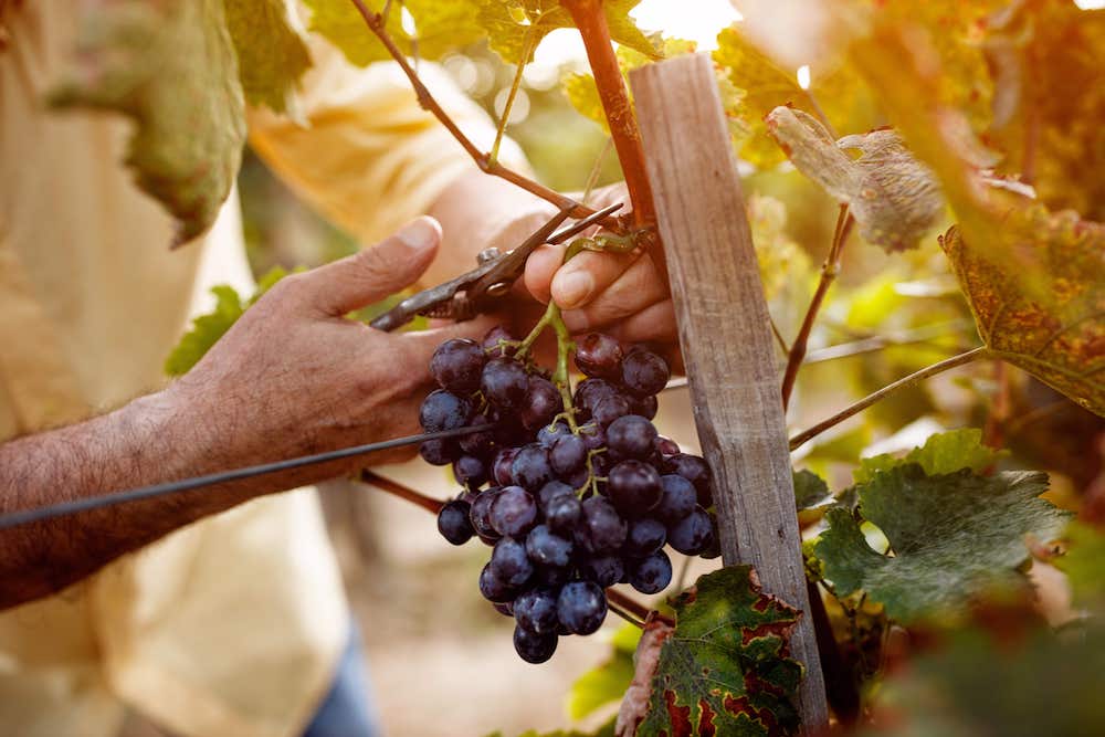 Mehr als die Hälfte der gesamten in Deutschland erwarteten Weinernte entfällt erneut auf die größten Anbaugebiete Rheinhessen (2,75 Millionen Hektoliter) und Pfalz (2,53 Millionen Hektoliter). (Symbolfoto: AdobeStock/luckybusiness)