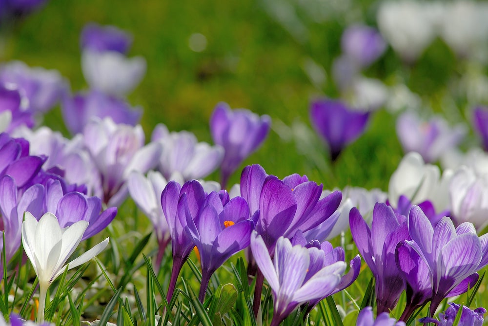 Krokusse im Februar: Die warmen Temperaturen ließen die Knospen früh sprießen. (Foto: AdobeStock/Ulrich Kolb)