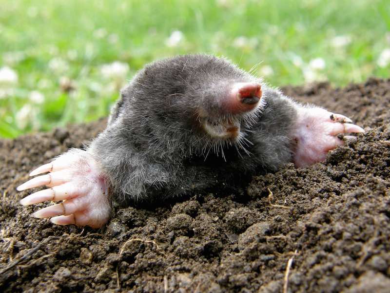 Der Maulwurf steht in Deutschland unter Naturschutz (Foto: AdobeStock/santia3)