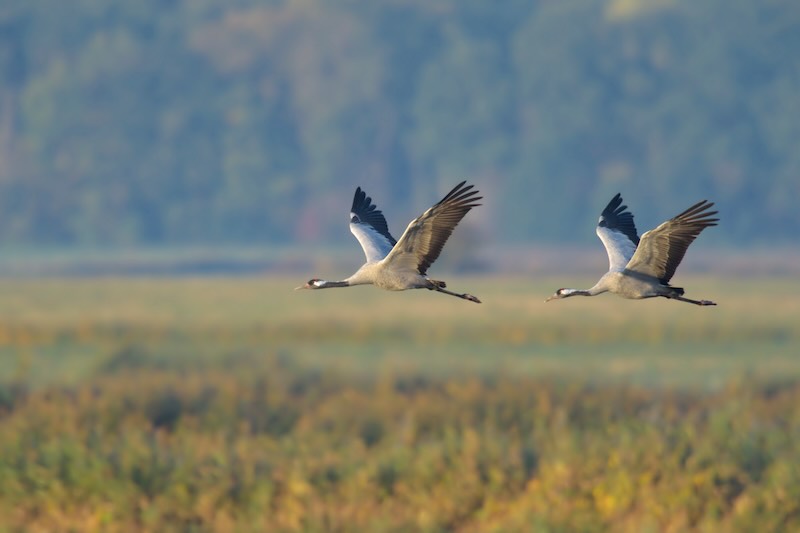 2025 mit Sorge beobachtet: der Vogelzug. (Foto: AdobeStock/Dirk)