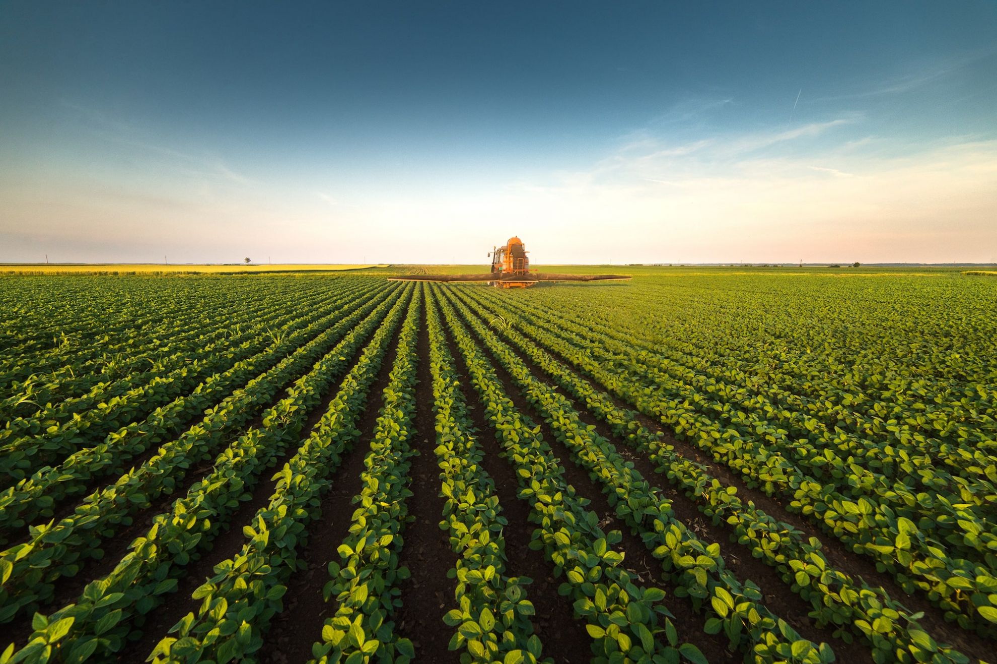 Foto von landwirtschaftlicher Monokultur