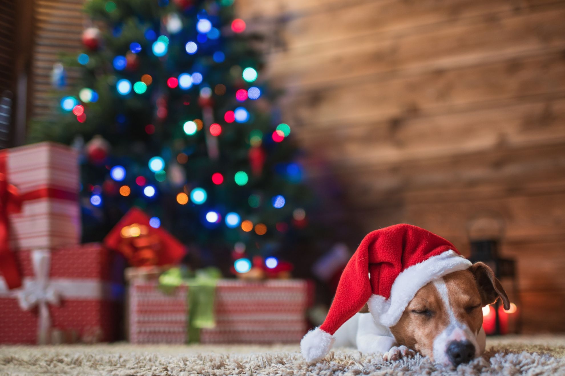 Hund vor einem Weihnachtsbaum