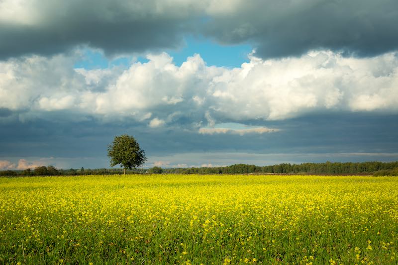 Der Sommer ist geprägt von wechselhaftem Wetter. (Foto: AdobeStock/darekb22)